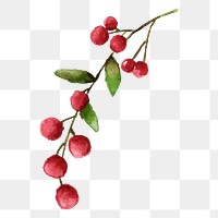 Christmas berry png sticker, watercolor illustration on transparent background