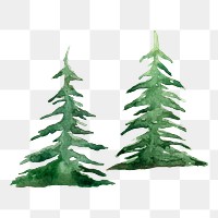 Christmas pine tree png sticker, nature illustration on transparent background
