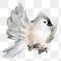 Titmouse bird png clipart, winter animal illustration on transparent background