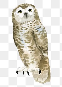 Snowy owl png clipart, watercolor bird illustration on transparent background