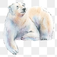 Polar bear png clipart, north pole animal illustration on transparent background