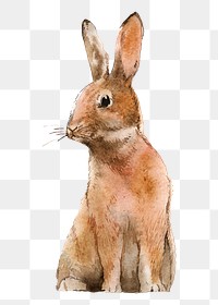 Easter bunny png clipart, watercolor animal illustration on transparent background