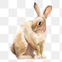 Easter rabbit png clipart, watercolor animal illustration on transparent background