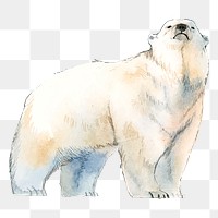 Polar bear png clipart, north pole animal illustration on transparent background