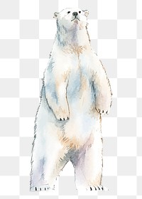 Polar bear png clipart, north pole animal illustration on transparent background