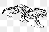 Tiger png, vintage animal clipart, transparent background. Free public domain CC0 graphic