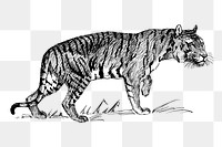 Vintage tiger png, animal clipart, transparent background. Free public domain CC0 graphic