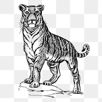 Tiger png, vintage bw animal clipart, transparent background. Free public domain CC0 graphic