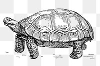 Vintage tortoise png, animal clipart, transparent background. Free public domain CC0 graphic