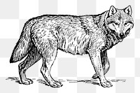 Wolf png, wild animal clipart, transparent background. Free public domain CC0 graphic