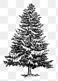 Christmas png pine tree clipart, transparent background. Free public domain CC0 graphic