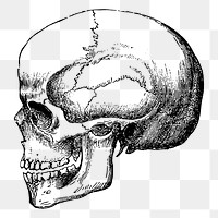 Human skull png clipart, transparent background. Free public domain CC0 graphic