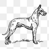 Dog png, vintage Great Dane clipart, transparent background. Free public domain CC0 graphic