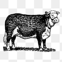 PNG Hereford cattle, vintage farm animal clipart, transparent background. Free public domain CC0 graphic