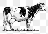 Holstein cow png, vintage animal clipart, transparent background. Free public domain CC0 graphic