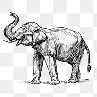 Vintage elephant png, animal clipart, transparent background. Free public domain CC0 graphic