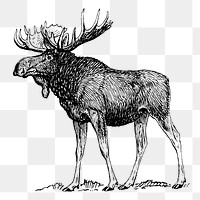 Vintage moose png, animal clipart, transparent background. Free public domain CC0 graphic