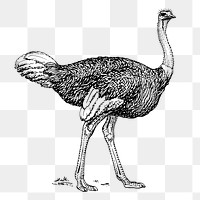 Ostrich png, vintage animal clipart, transparent background. Free public domain CC0 graphic