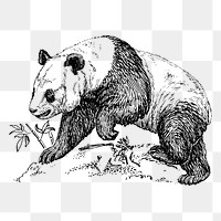 Panda png, vintage animal clipart, transparent background. Free public domain CC0 graphic