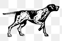 Dog png, English pointer, animal clipart, transparent background. Free public domain CC0 graphic