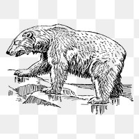 Polar bear png, animal clipart, transparent background. Free public domain CC0 graphic