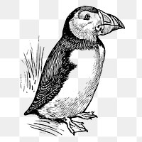 Vintage puffin png, bird clipart, transparent background. Free public domain CC0 graphic