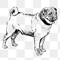 Vintage pug png, dog clipart, transparent background. Free public domain CC0 graphic