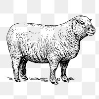 Vintage sheep png, farm animal clipart, transparent background. Free public domain CC0 graphic