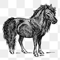 Shetland pony png, animal clipart, transparent background. Free public domain CC0 graphic