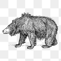 PNG sloth bear, vintage animal clipart, transparent background. Free public domain CC0 graphic