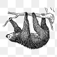 Sloth png, vintage animal clipart, transparent background. Free public domain CC0 graphic