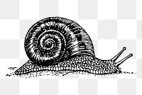 Snail png, animal clipart, transparent background. Free public domain CC0 graphic