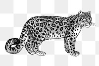 Snow leopard png, wild animal clipart, transparent background. Free public domain CC0 graphic