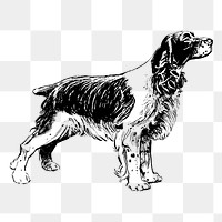 PNG spaniel dog, animal clipart, transparent background. Free public domain CC0 graphic