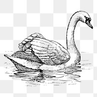 Swan png, vintage bird clipart, transparent background. Free public domain CC0 graphic