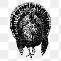 Vintage turkey png, animal clipart, transparent background. Free public domain CC0 graphic