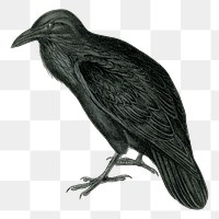 Vintage raven png, animal clipart, transparent background. Free public domain CC0 graphic