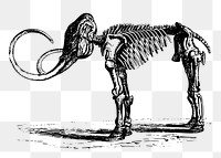 Mammoth fossil png clipart, animal on transparent background. Free public domain CC0 graphic