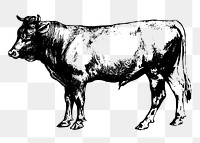 Vintage bull png, animal clipart, transparent background. Free public domain CC0 graphic