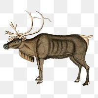 PNG reindeer, vintage animal clipart, transparent background. Free public domain CC0 graphic
