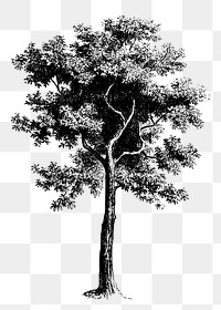Hand drawn tree png clipart, transparent background. Free public domain CC0 graphic