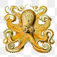 Vintage octopus png, sea life clipart, transparent background. Free public domain CC0 graphic