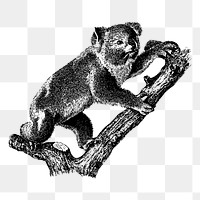 Vintage koala png, animal clipart, transparent background. Free public domain CC0 graphic
