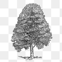 Beech tree png, vintage botanical illustration, transparent background. Free public domain CC0 graphic