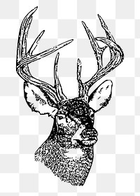 PNG whitetail deer head, animal clipart, transparent background. Free public domain CC0 graphic