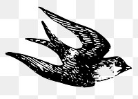 Swallow bird png, vintage animal clipart, transparent background. Free public domain CC0 graphic