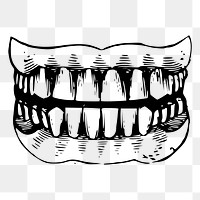 Human teeth png clipart, healthy | Free PNG - rawpixel