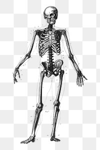 Skeleton png clipart, human anatomy on transparent background. Free public domain CC0 graphic