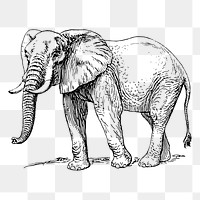 Elephant drawing png, wild animal sticker vintage illustration, transparent background. Free public domain CC0 image.