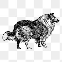 Collie dog drawing png, animal sticker vintage illustration, transparent background. Free public domain CC0 image.